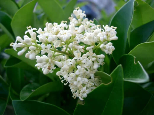 Ligustrum