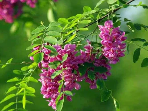 Sophora japonica