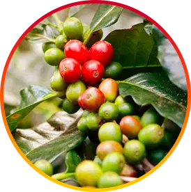 Chlorogenic Acid