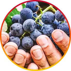 Resveratrol